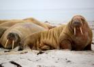 Walrus on beach